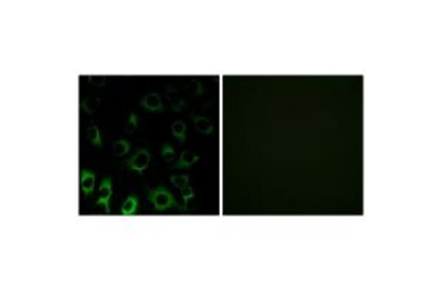 Immunofluorescence - RPS4X Antibody from Signalway Antibody (34339) - Antibodies.com