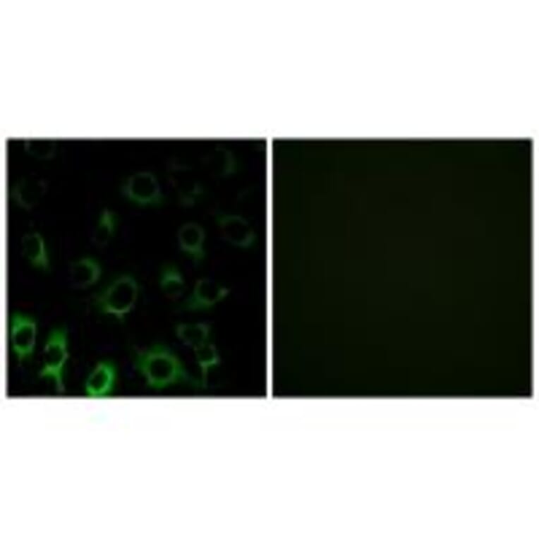 Immunofluorescence - RPS4X Antibody from Signalway Antibody (34339) - Antibodies.com