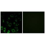 Immunofluorescence - RPS4X Antibody from Signalway Antibody (34339) - Antibodies.com