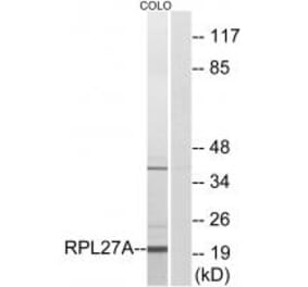 Western blot - RPL27A Antibody from Signalway Antibody (34351) - Antibodies.com