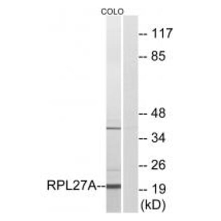 Western blot - RPL27A Antibody from Signalway Antibody (34351) - Antibodies.com