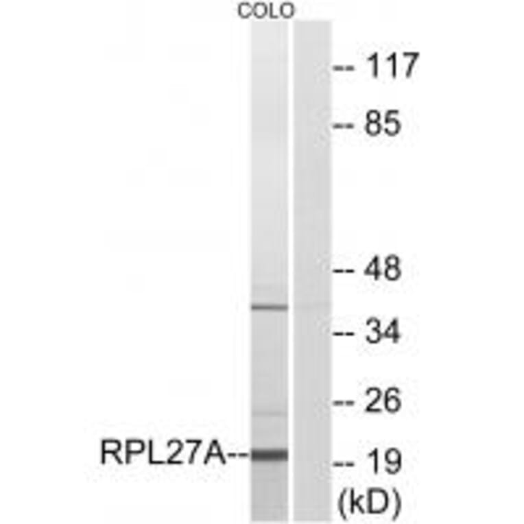 Western blot - RPL27A Antibody from Signalway Antibody (34351) - Antibodies.com
