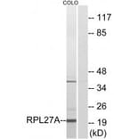 Western blot - RPL27A Antibody from Signalway Antibody (34351) - Antibodies.com