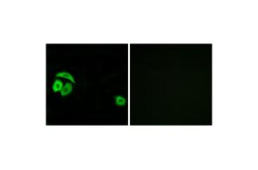 Immunofluorescence - RPL27A Antibody from Signalway Antibody (34351) - Antibodies.com