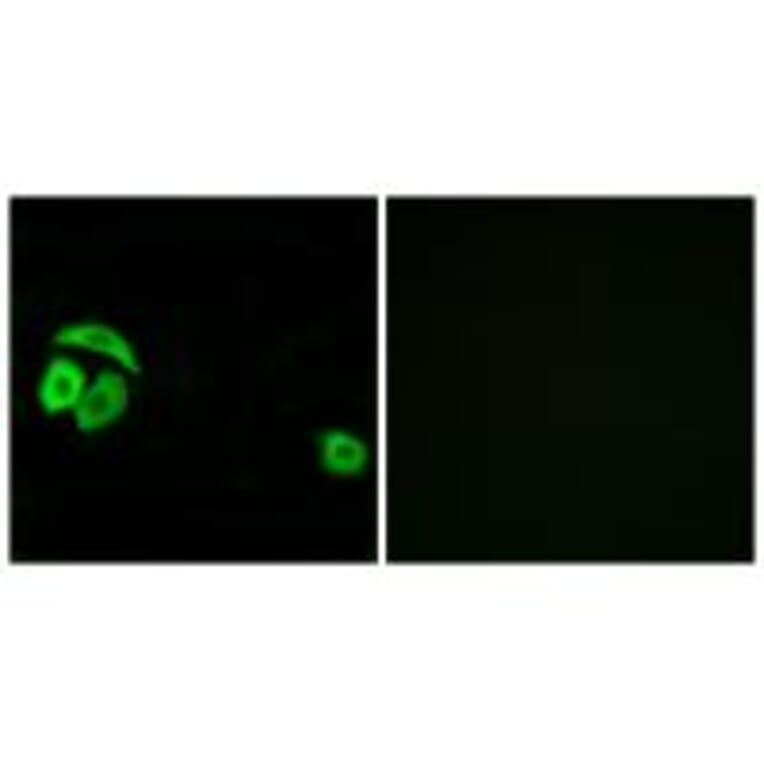 Immunofluorescence - RPL27A Antibody from Signalway Antibody (34351) - Antibodies.com