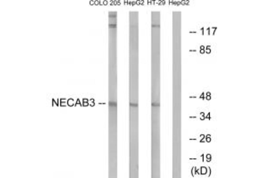 Western blot - NECAB3 Antibody from Signalway Antibody (34413) - Antibodies.com