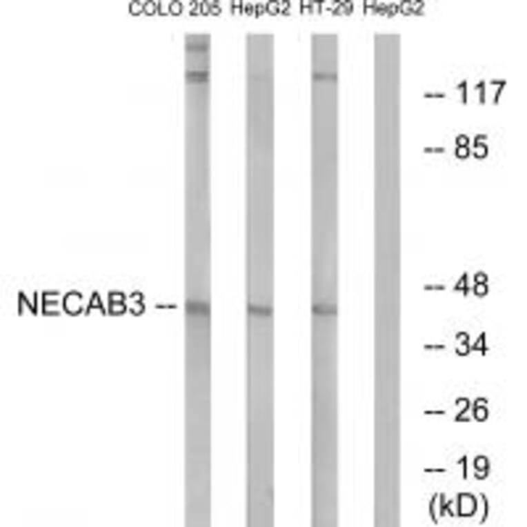 Western blot - NECAB3 Antibody from Signalway Antibody (34413) - Antibodies.com