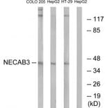Western blot - NECAB3 Antibody from Signalway Antibody (34413) - Antibodies.com
