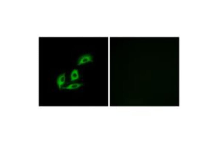 Immunofluorescence - NECAB3 Antibody from Signalway Antibody (34413) - Antibodies.com