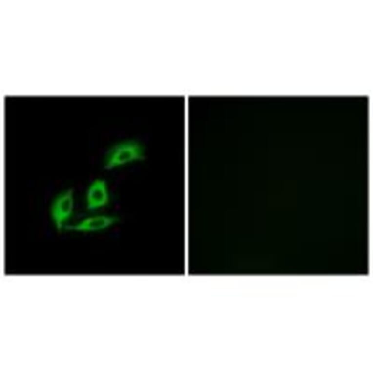 Immunofluorescence - NECAB3 Antibody from Signalway Antibody (34413) - Antibodies.com