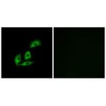 Immunofluorescence - NECAB3 Antibody from Signalway Antibody (34413) - Antibodies.com