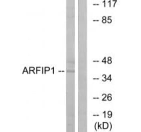 Western blot - ARFIP1 Antibody from Signalway Antibody (34436) - Antibodies.com