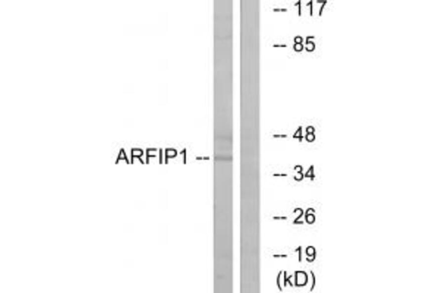Western blot - ARFIP1 Antibody from Signalway Antibody (34436) - Antibodies.com