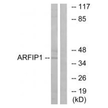 Western blot - ARFIP1 Antibody from Signalway Antibody (34436) - Antibodies.com