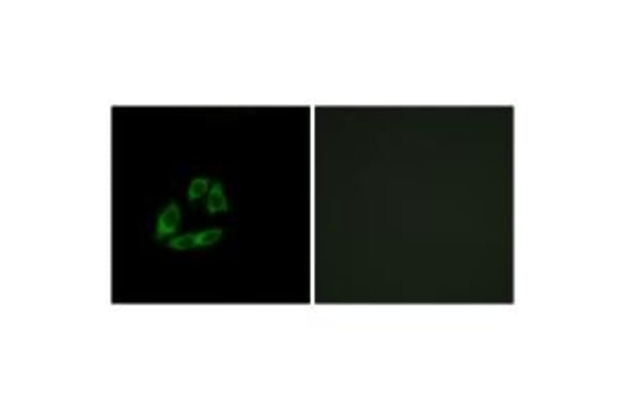 Immunofluorescence - ARFIP1 Antibody from Signalway Antibody (34436) - Antibodies.com