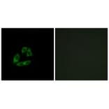 Immunofluorescence - ARFIP1 Antibody from Signalway Antibody (34436) - Antibodies.com