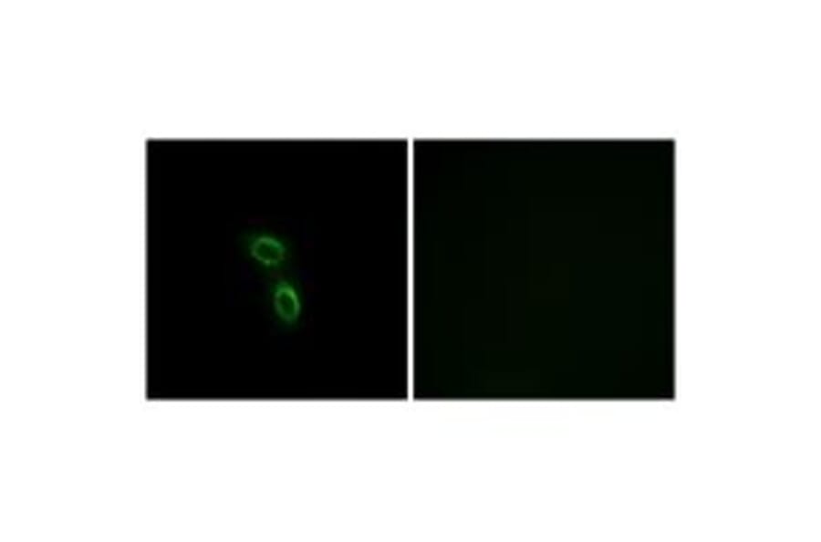 Immunofluorescence - ARMC6 Antibody from Signalway Antibody (34439) - Antibodies.com
