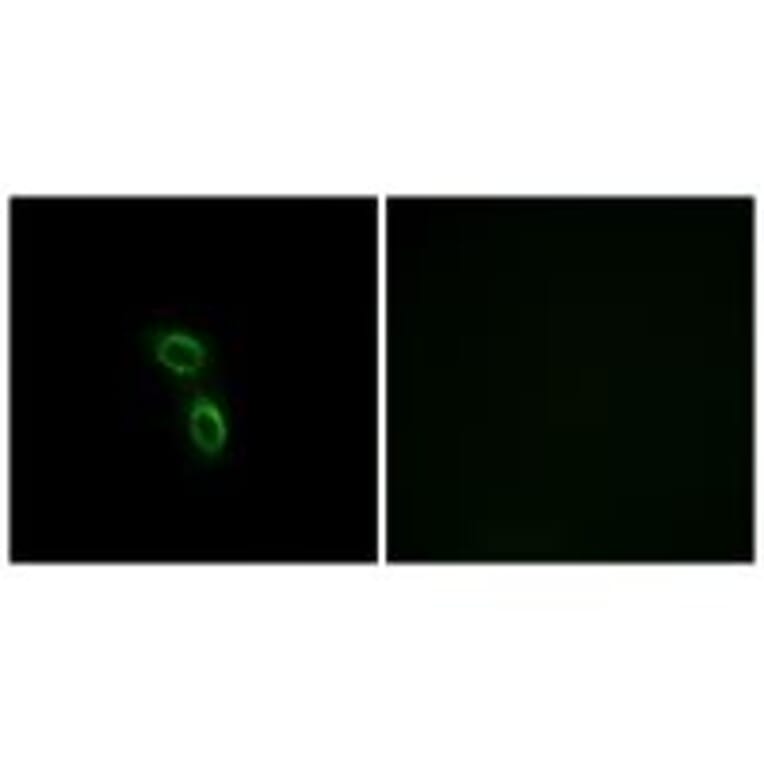 Immunofluorescence - ARMC6 Antibody from Signalway Antibody (34439) - Antibodies.com