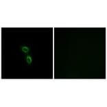 Immunofluorescence - ARMC6 Antibody from Signalway Antibody (34439) - Antibodies.com