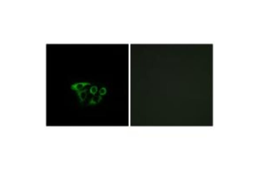 Immunofluorescence - ATP5L2 Antibody from Signalway Antibody (34454) - Antibodies.com