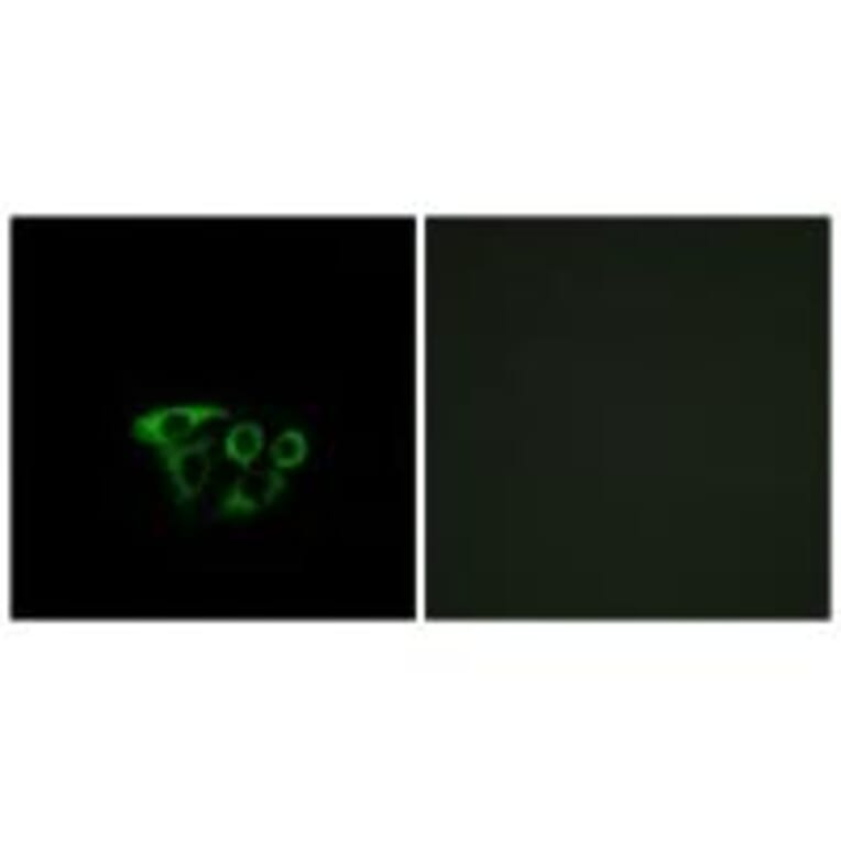 Immunofluorescence - ATP5L2 Antibody from Signalway Antibody (34454) - Antibodies.com