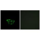 Immunofluorescence - ATP5L2 Antibody from Signalway Antibody (34454) - Antibodies.com