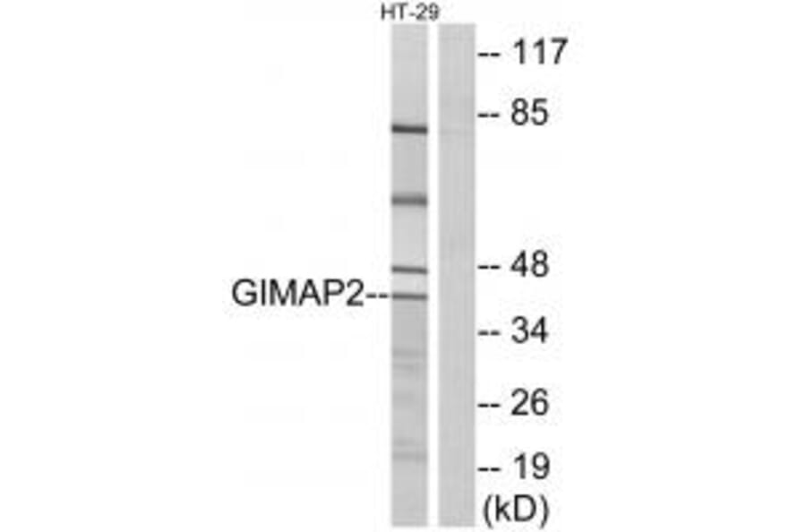 Western blot - GIMAP2 Antibody from Signalway Antibody (34717) - Antibodies.com