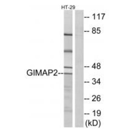 Western blot - GIMAP2 Antibody from Signalway Antibody (34717) - Antibodies.com