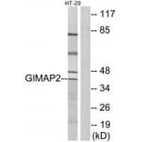 Western blot - GIMAP2 Antibody from Signalway Antibody (34717) - Antibodies.com
