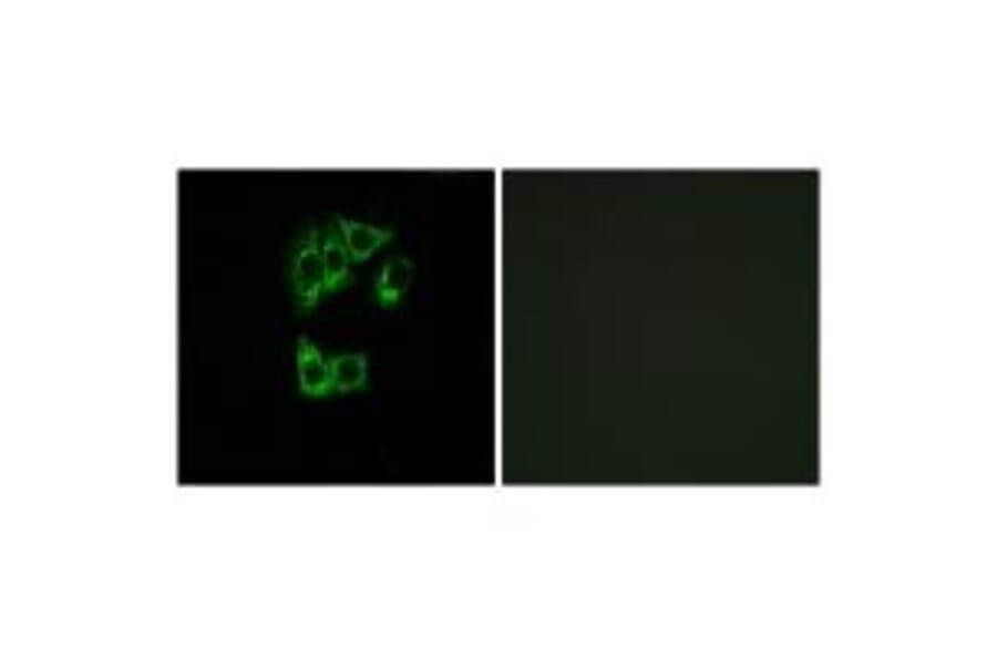 Immunofluorescence - GIMAP2 Antibody from Signalway Antibody (34717) - Antibodies.com