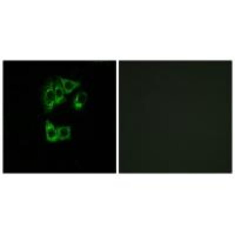 Immunofluorescence - GIMAP2 Antibody from Signalway Antibody (34717) - Antibodies.com