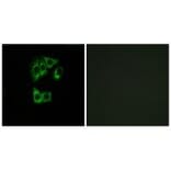 Immunofluorescence - GIMAP2 Antibody from Signalway Antibody (34717) - Antibodies.com