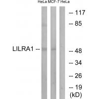 Western blot analysis of extracts from HeLa cells and MCF-7 cells, using LILRA1 antibody #34757.