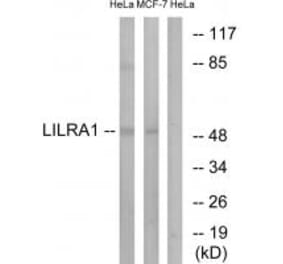 Western blot - LILRA1 Antibody from Signalway Antibody (34757) - Antibodies.com