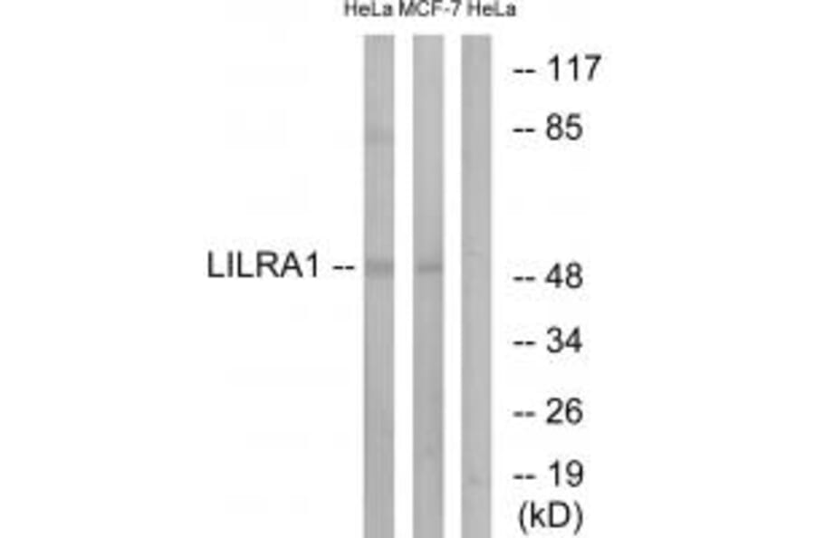Western blot - LILRA1 Antibody from Signalway Antibody (34757) - Antibodies.com