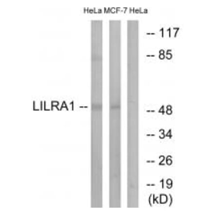 Western blot - LILRA1 Antibody from Signalway Antibody (34757) - Antibodies.com