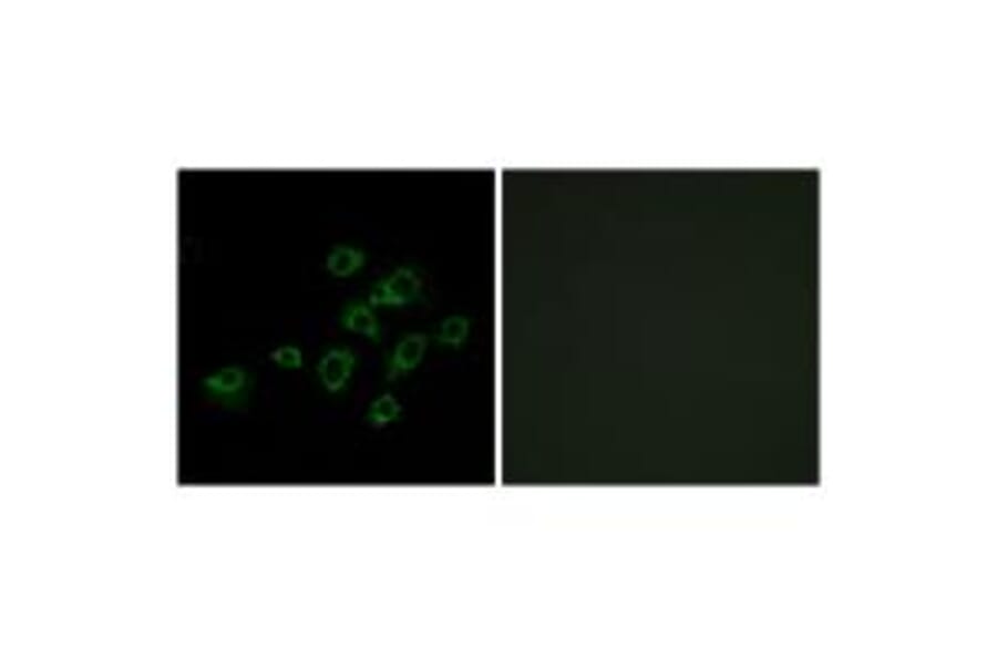 Immunofluorescence - LILRA1 Antibody from Signalway Antibody (34757) - Antibodies.com