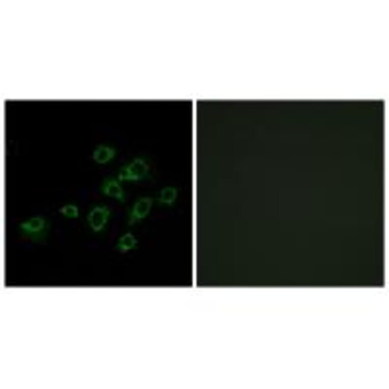 Immunofluorescence - LILRA1 Antibody from Signalway Antibody (34757) - Antibodies.com
