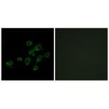 Immunofluorescence - LILRA1 Antibody from Signalway Antibody (34757) - Antibodies.com