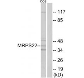 Western blot - MRPS22 Antibody from Signalway Antibody (34791) - Antibodies.com