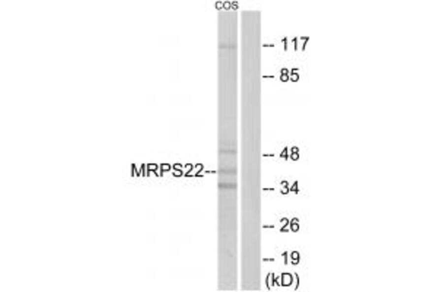 Western blot - MRPS22 Antibody from Signalway Antibody (34791) - Antibodies.com