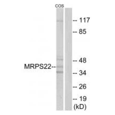 Western blot - MRPS22 Antibody from Signalway Antibody (34791) - Antibodies.com