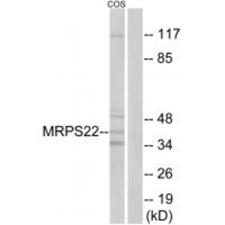 Western blot - MRPS22 Antibody from Signalway Antibody (34791) - Antibodies.com