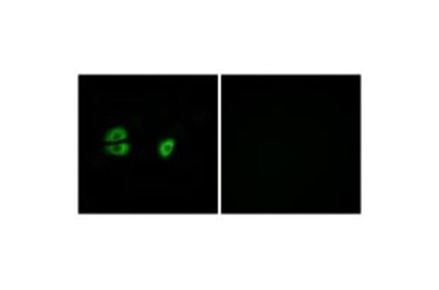 Immunofluorescence - MRPS22 Antibody from Signalway Antibody (34791) - Antibodies.com