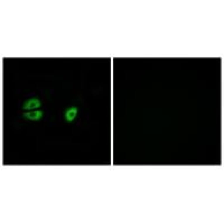 Immunofluorescence - MRPS22 Antibody from Signalway Antibody (34791) - Antibodies.com