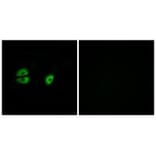 Immunofluorescence - MRPS22 Antibody from Signalway Antibody (34791) - Antibodies.com