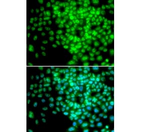 Immunofluorescence - POLR2F antibody from Signalway Antibody (38305) - Antibodies.com