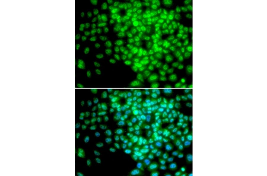 Immunofluorescence - POLR2F antibody from Signalway Antibody (38305) - Antibodies.com