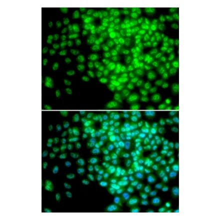 Immunofluorescence - POLR2F antibody from Signalway Antibody (38305) - Antibodies.com