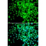 Immunofluorescence - POLR2F antibody from Signalway Antibody (38305) - Antibodies.com